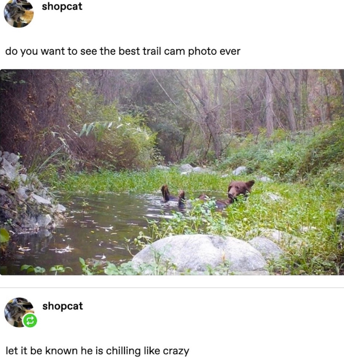 shopcat do you want to see the best trail cam photo ever shopcat let it be known he is chilling like crazy