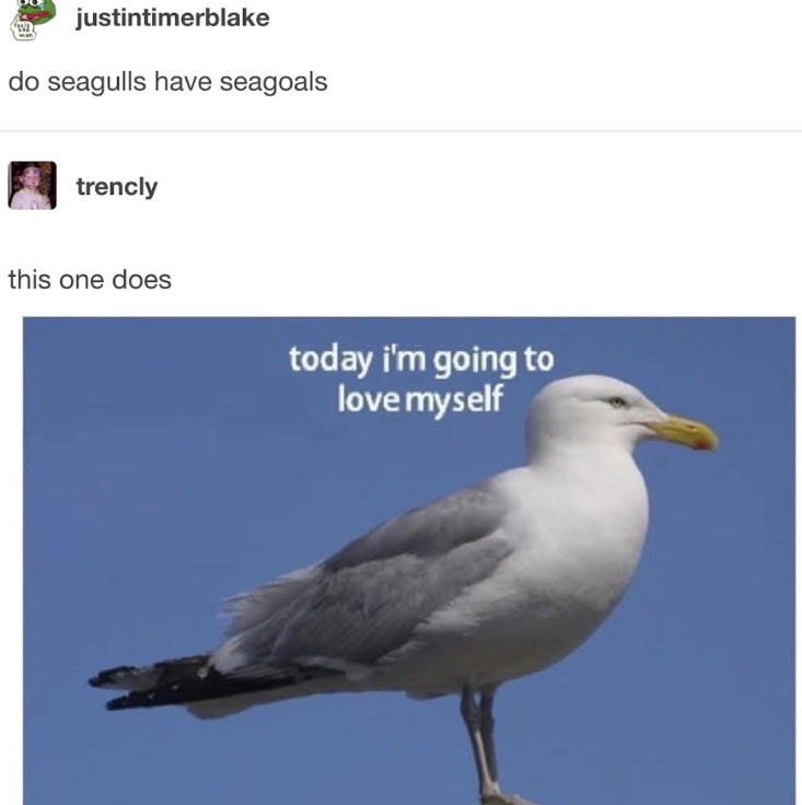 justintimerblake do seagulls have seagoals trencly this one does today i'm going to love myself