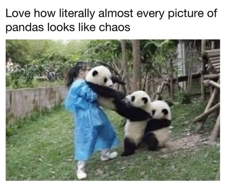 Love how literally almost every picture of pandas looks like chaos.