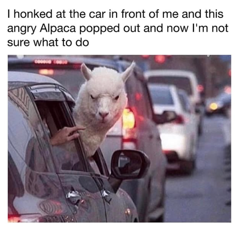 I honked at the car in front of me and this angry Alpaca popped out and now I'm not sure what to do