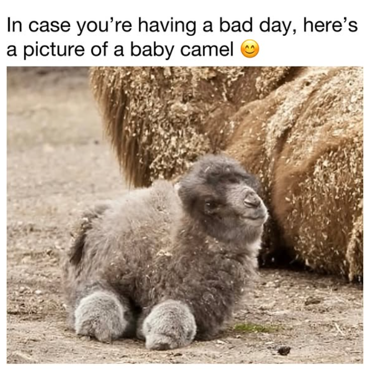 In case you're having a bad day, here's a picture of a baby camel