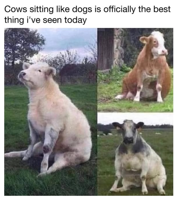 Cows sitting like dogs is officially the best thing i've seen today