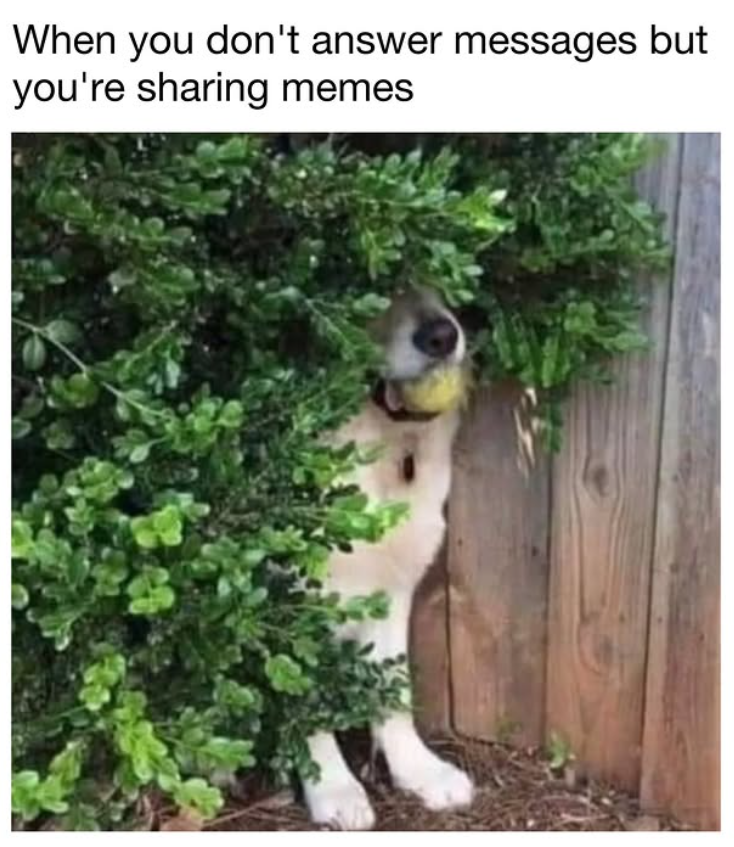 When you don't answer messages but you're sharing memes