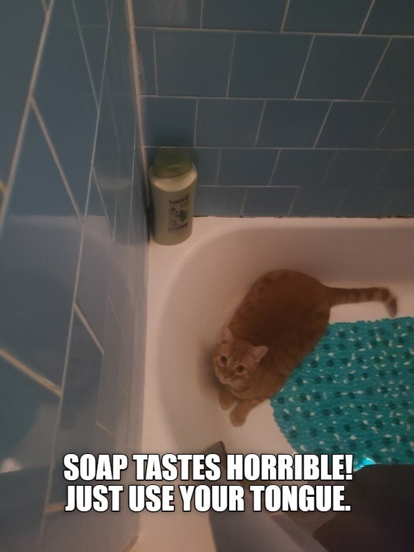 Cheezburger Image 10624988672