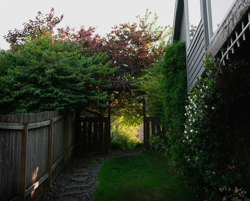 A wood gate on the side of a house surrounded by trees and plants.