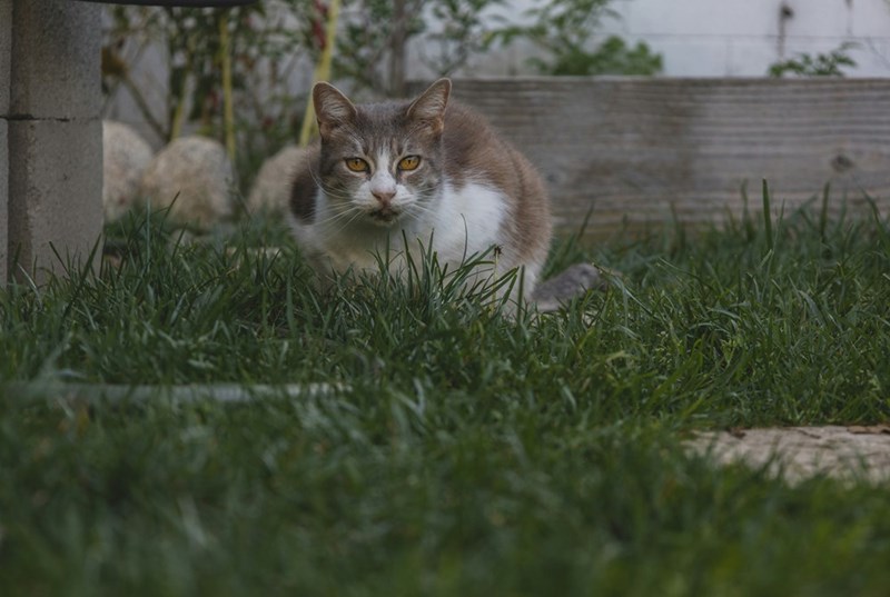 Close up picture of a cat laying on the grass of a backyard.