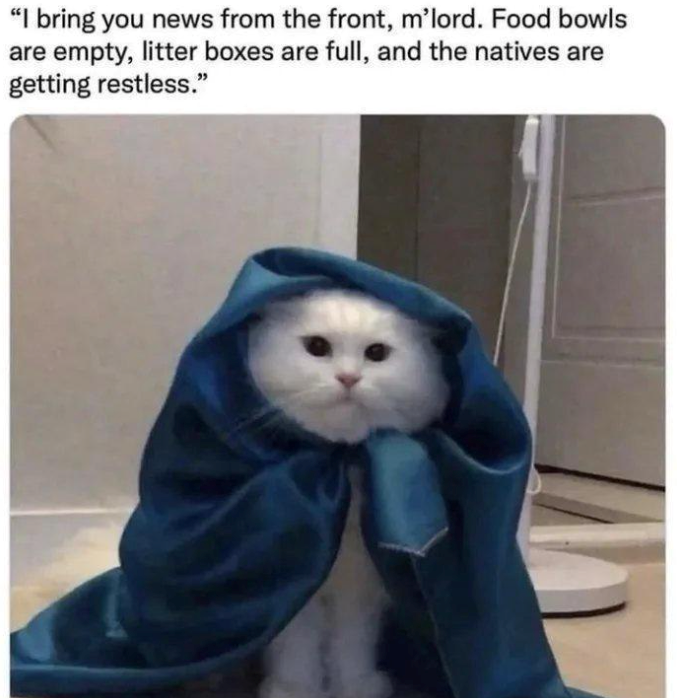 "I bring you news from the front, m'lord. Food bowls are empty, litter boxes are full, and the natives are getting restless."