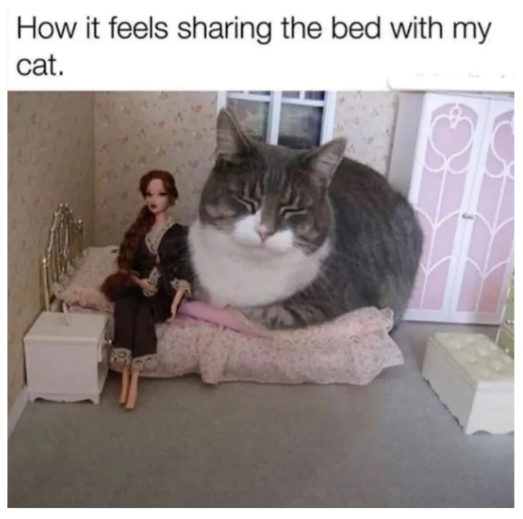 22 Positive Cat Memes to Meowplify a Cat Lover's Happiness - I Can Has ...