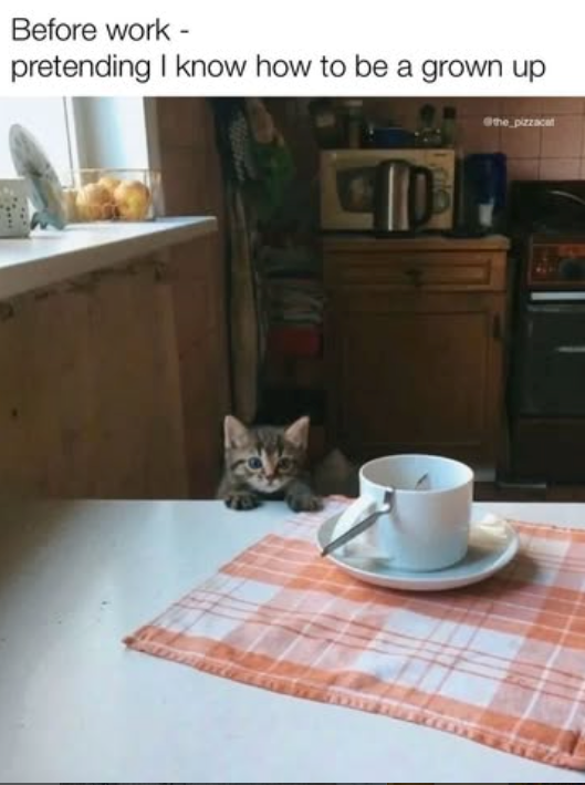 Before work - pretending I know how to be a grown up the pizzacat