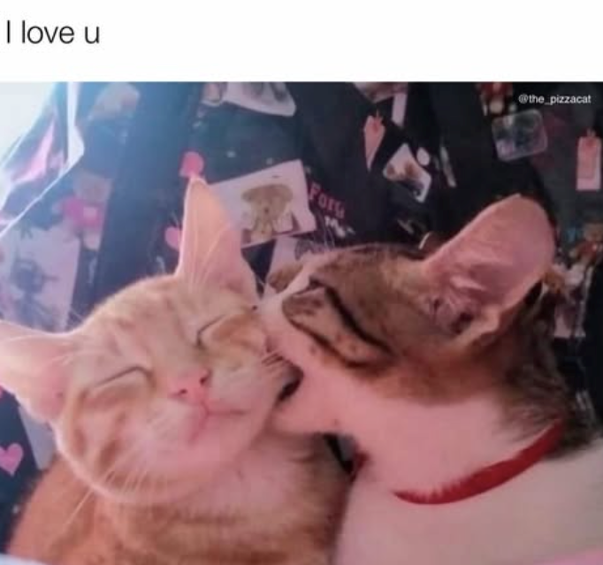 I love u Forg @the_pizzacat