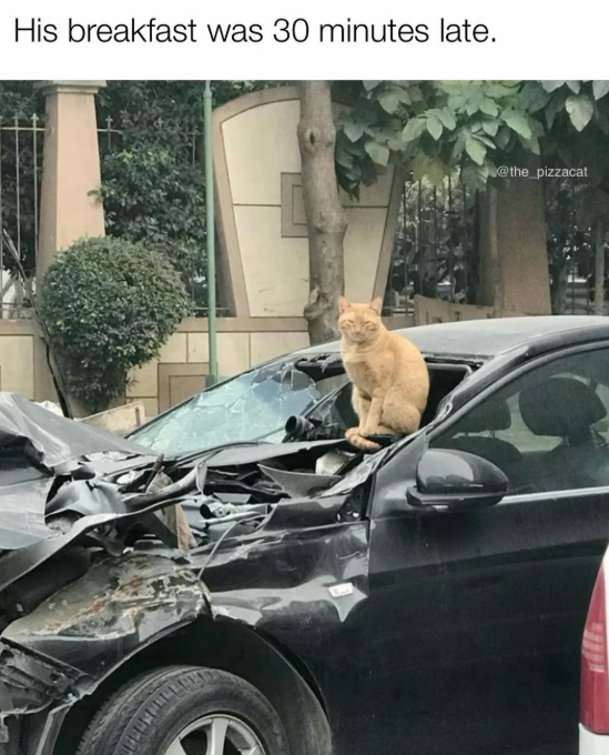 His breakfast was 30 minutes late. @the_pizzacat