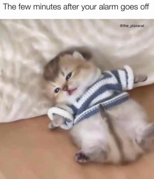 The few minutes after your alarm goes off @the_pizzacat