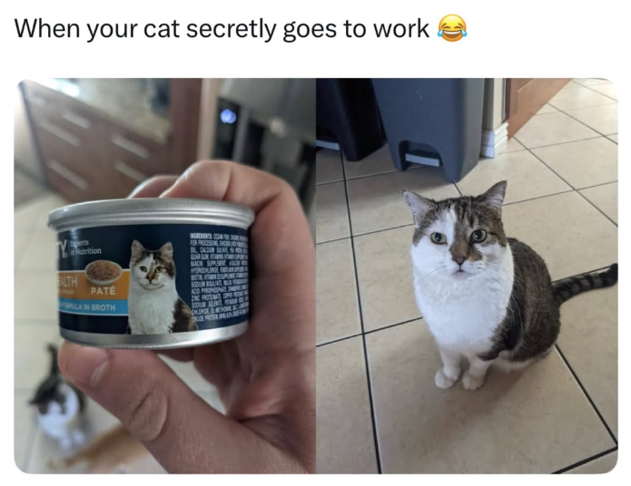 When your cat secretly goes to work ALTH Nutrition PATE LA IN BROTH FOR PROCESSING HOM OL CAN SEE GUAR GUM PRY MACIN SUPPLEMENT HYDROGE PEORGE 2 HENNE &