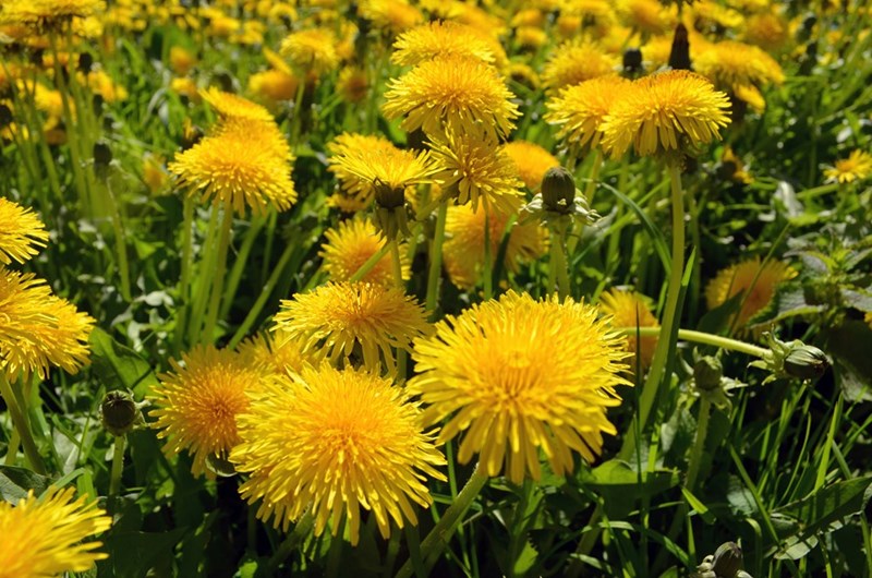 Field of yellow dandelions.