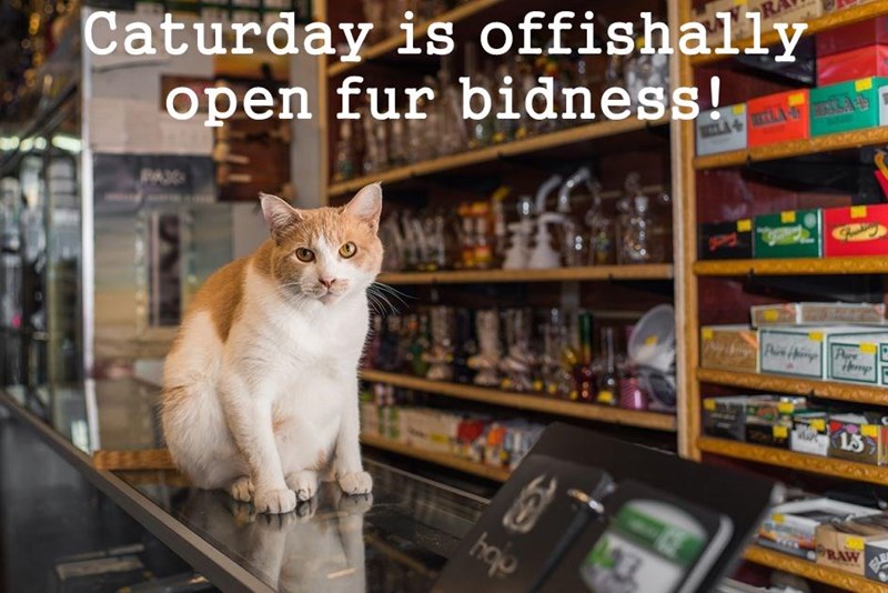 Cheezburger Image 10625087488