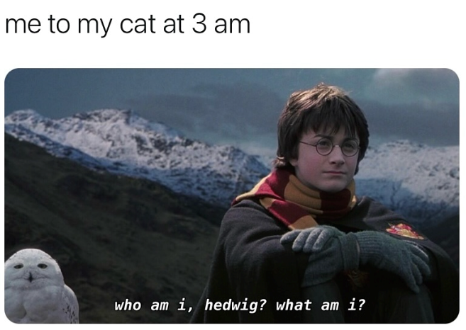 me to my cat at 3 am who am i, hedwig? what am i?
