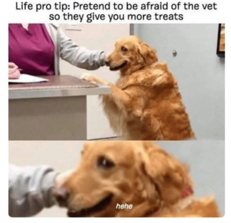 Life pro tip: Pretend to be afraid of the vet so they give you more treats hehe