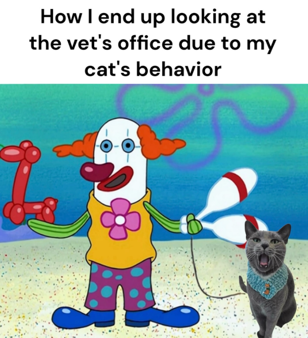 How I end up looking at the vet's office due to my cat's behavior