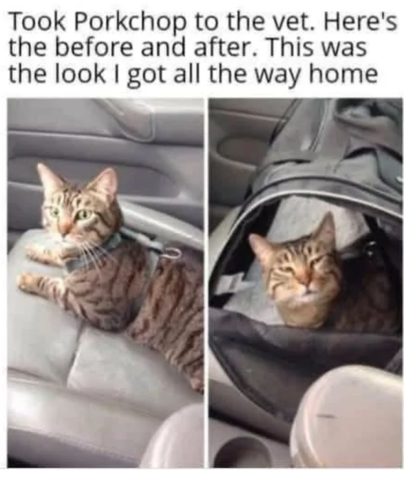 Took Porkchop to the vet. Here's the before and after. This was the look I got all the way home