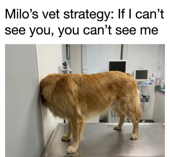 Milo's vet strategy: If I can't see you, you can't see me