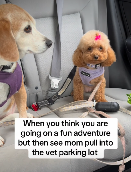 er 617 32 When you think you are going on a fun adventure but then see mom pull into the vet parking lot