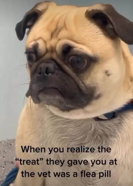 When you realize the "treat" they gave you at the vet was a flea pill
