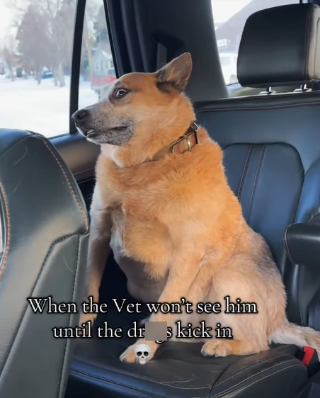 When the Vet won't see him until the dr skick in