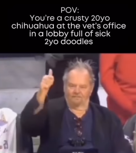 A POV: You're a crusty 20yo chihuahua at the vet's office in a lobby full of sick 2yo doodles