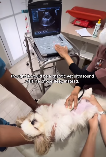 thought it would be a chaotic vet ultrasound visit. he chose sleep instead.