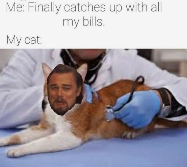 Me: Finally catches up with all my bills. My cat: