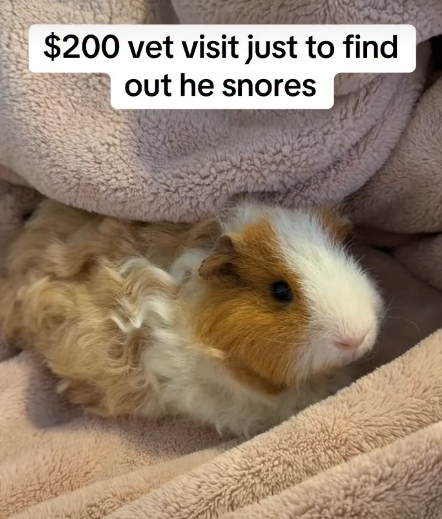$200 vet visit just to find out he snores