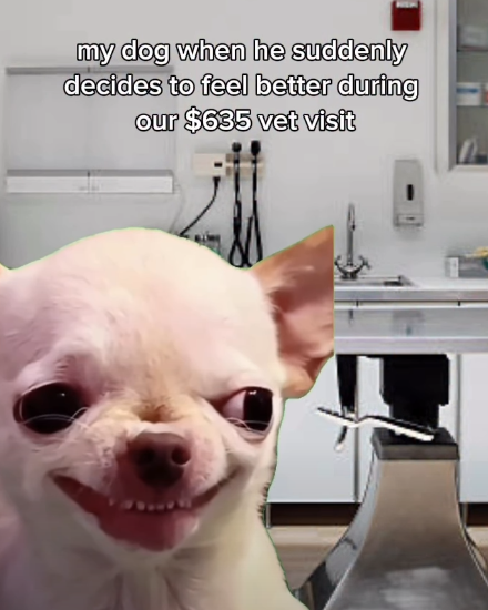 my dog when he suddenly decides to feel better during our $635 vet visit