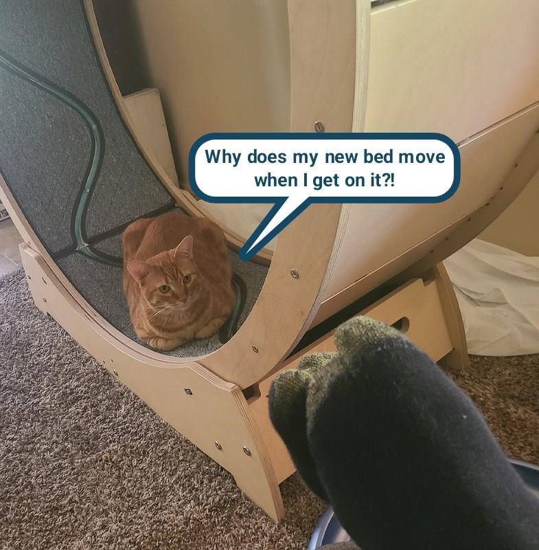 Cheezburger Image 10625131008