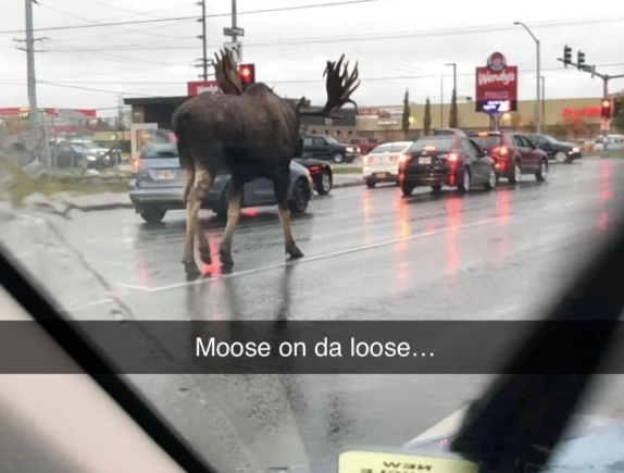Moose on da loose... Wendys
