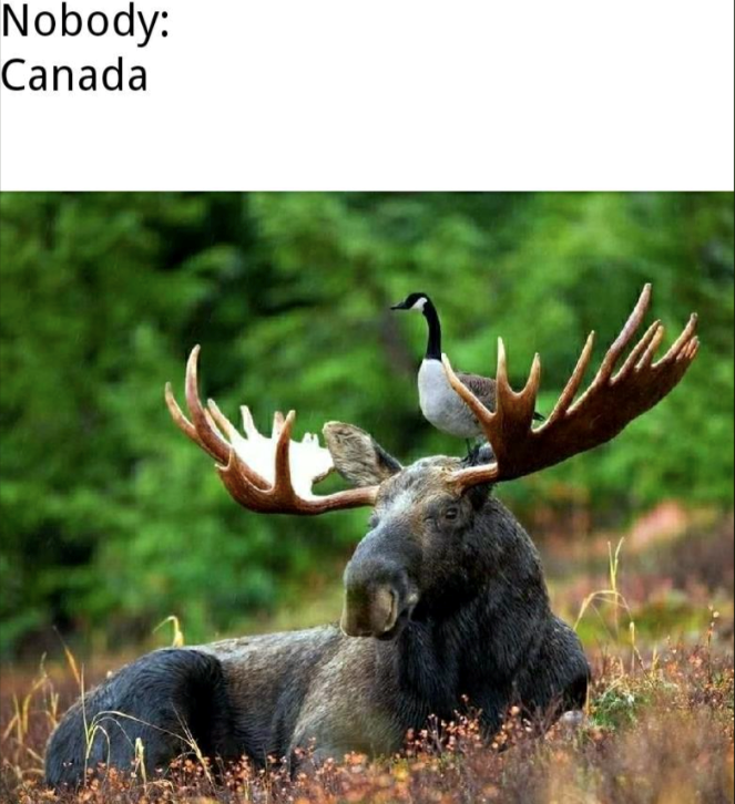 Nobody: Canada
