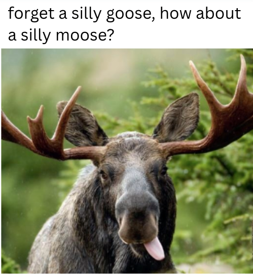 forget a silly goose, how about a silly moose?
