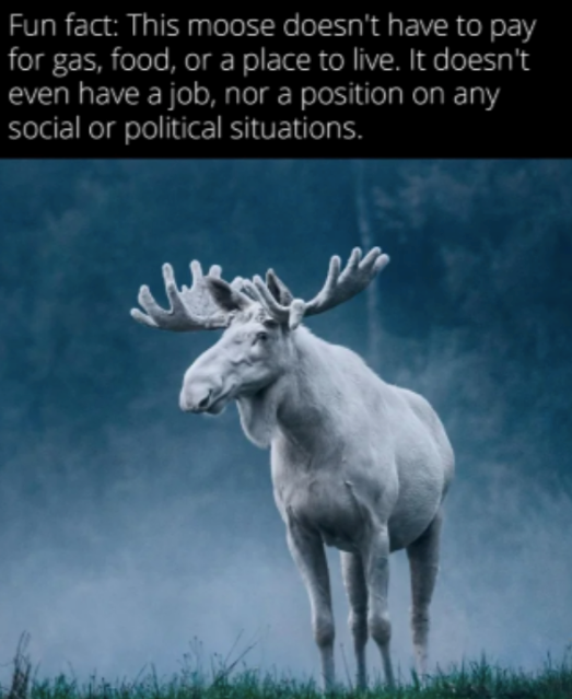 Fun fact: This moose doesn't have to pay for gas, food, or a place to live. It doesn't even have a job, nor a position on any social or political situations.