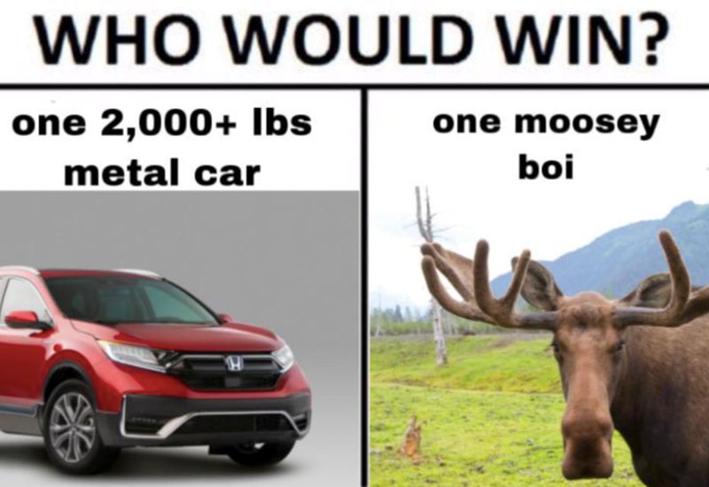 WHO WOULD WIN? one 2,000+ lbs metal car H one moosey boi