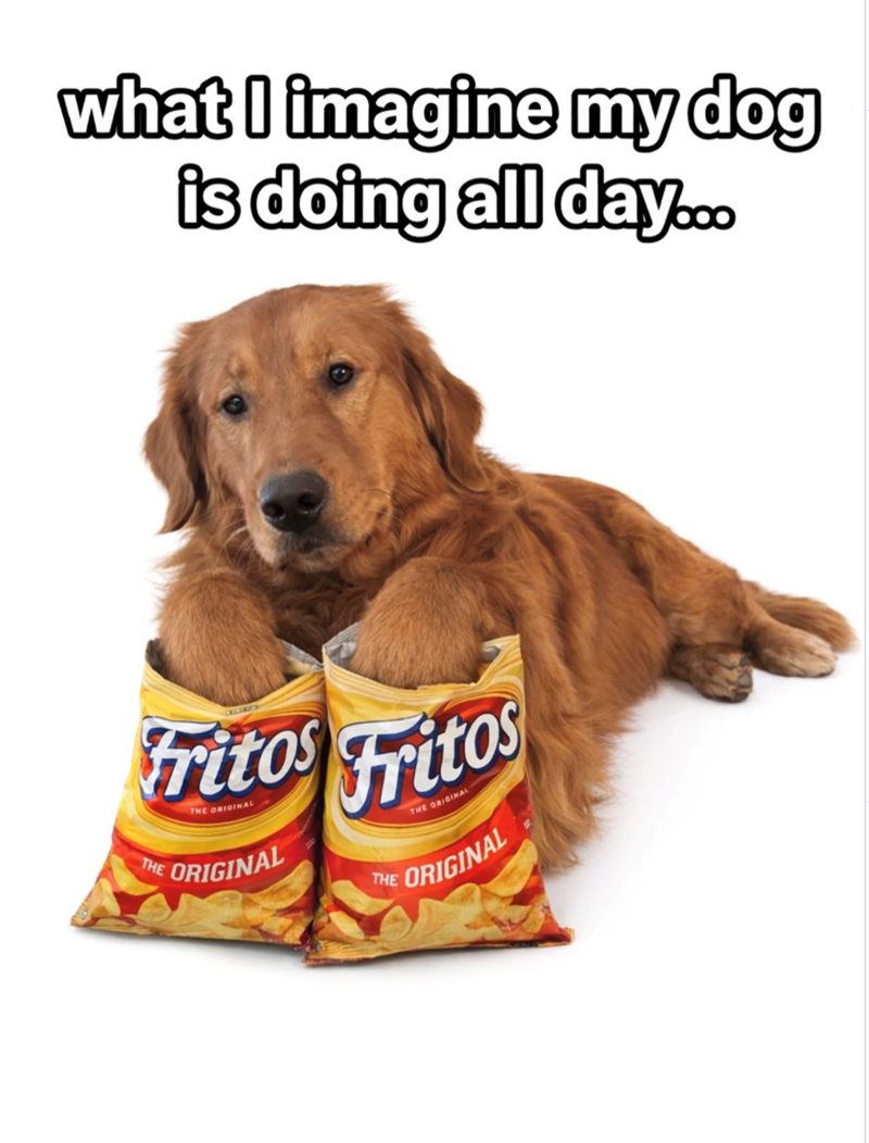 what I imagine my dog is doing all day... THE ritos Fritos THE ORIGINAL ORIGINAL THE THE ORIGINAL ORIGINAL