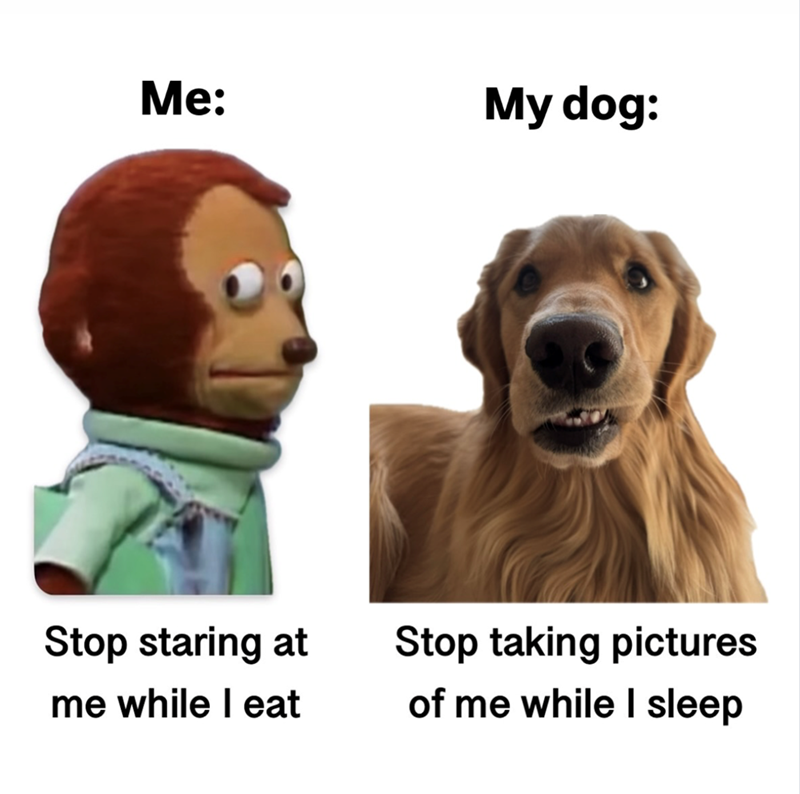 Me: My dog: Stop staring at me while I eat Stop taking pictures of me while I sleep