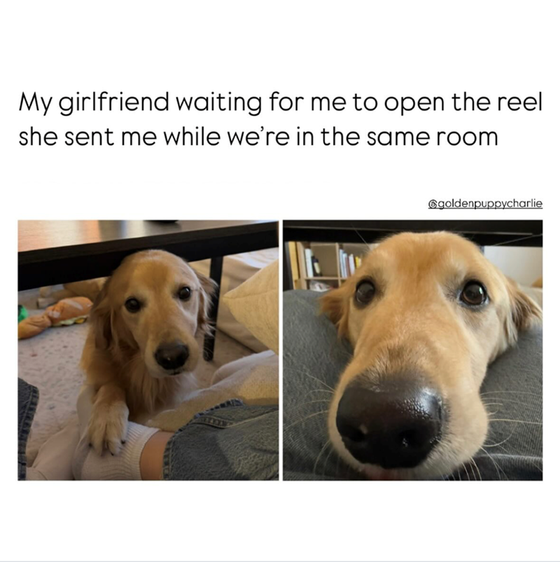 My girlfriend waiting for me to open the reel she sent me while we're in the same room @goldenpuppycharlie