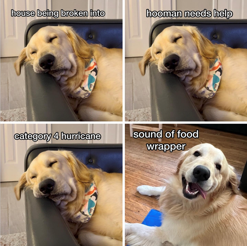 house being broken into hooman needs help category 4 hurricane sound of food wrapper