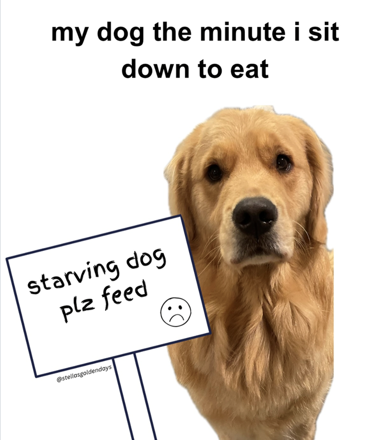 my dog the minute i sit down to eat starving dog plz feed @stellasgoldendays