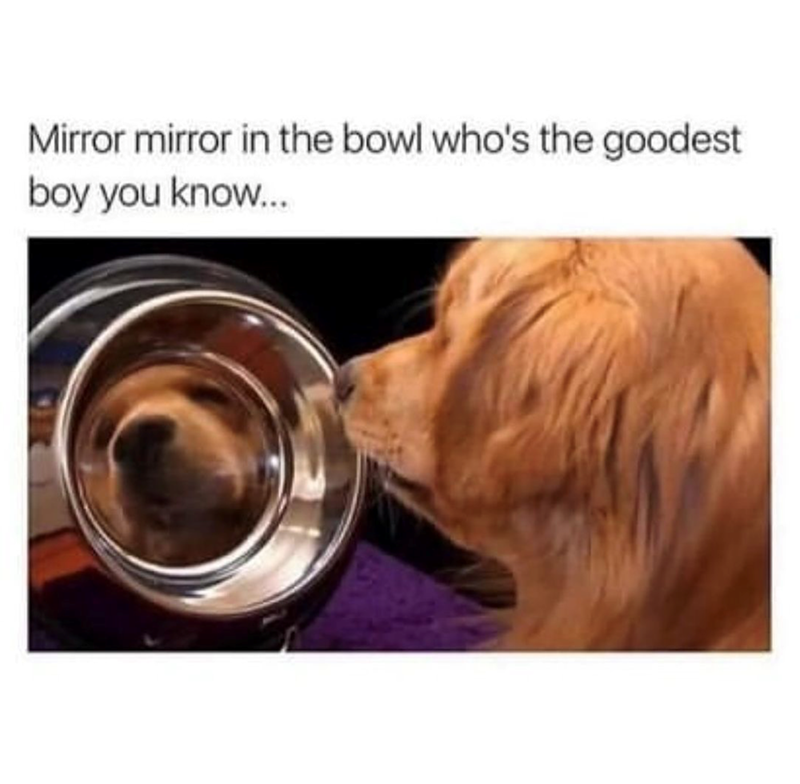Mirror mirror in the bowl who's the goodest boy you know...