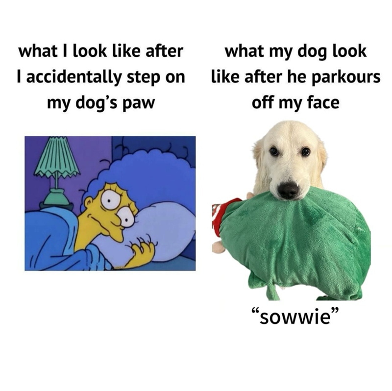what I look like after I accidentally step on my dog's paw what my dog look like after he parkours off my face "sowwie"