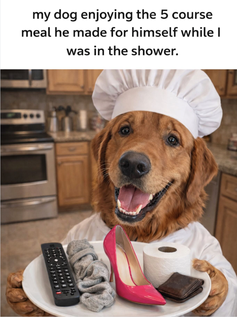 R my dog enjoying the 5 course meal he made for himself while I was in the shower.