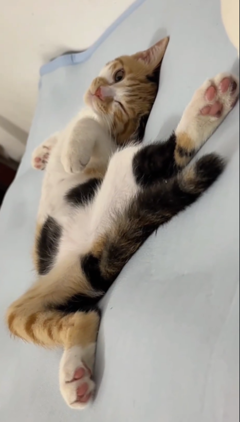 Cheezburger Image 10625166336