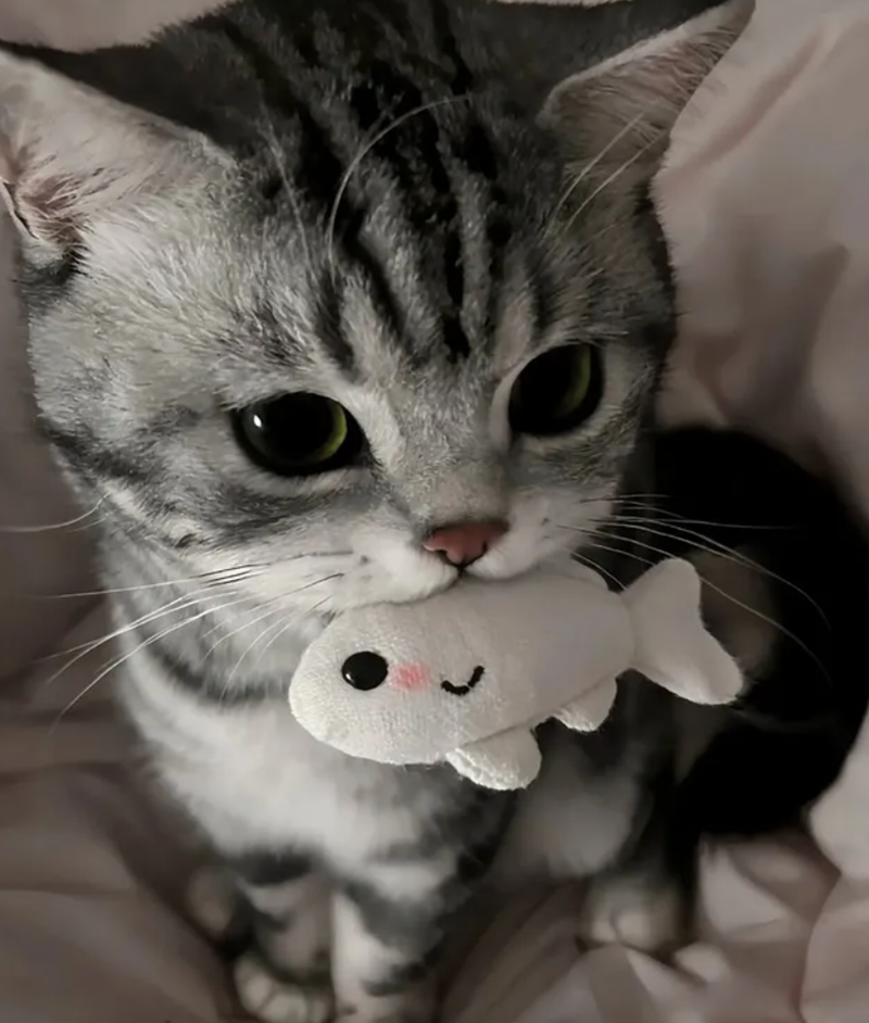 Cheezburger Image 10625166848