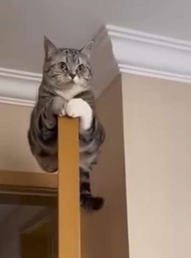 Cheezburger Image 10625167616