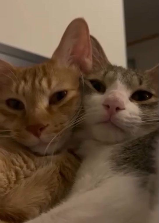 Cheezburger Image 10625167872